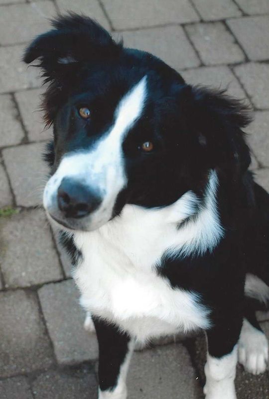 Rex