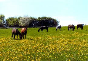 Fruehling 6.jpg